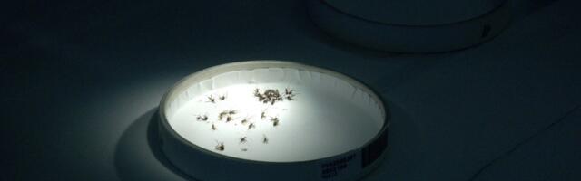 Inside Texas’s grand laboratory of dangerous mosquitoes