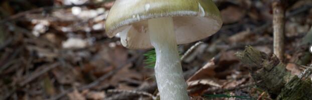 Wild mushrooms keep killing people in California; 3 dead, 35 poisoned
