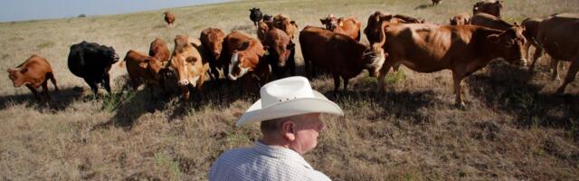 This land isn’t for you or me. It’s for the meat industry.