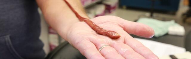 This Worm Was Chilling in a Lab for Years. Turns Out It’s a Record-Breaker
