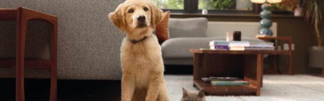 Insurtech unicorn ManyPets reports falling losses amid layoffs and market exits