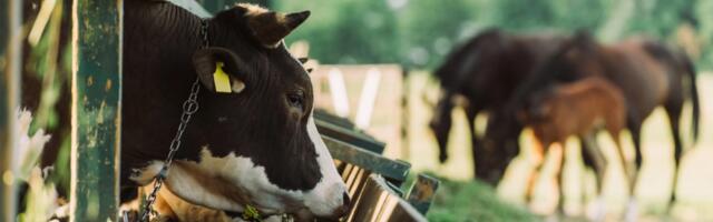 Irish agritech firm Antler Bio raises €3.6M to transform dairy farming with gene expression tech