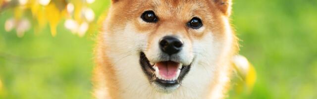 Shiba Inu Developers Clear Final Hurdle for LEASH v2 Migration