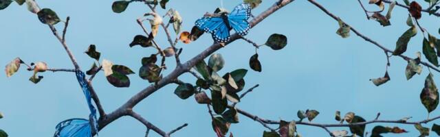 Bluesky Will Soon Have a ‘Communities’ Feature, Sort of Like Subreddits