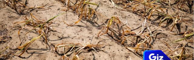 Could This Super El Niño Trigger a Global Food Crisis?