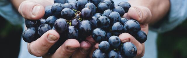 Private Guides Craft Niche Harvest Season Tours