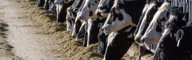 Gov. Newsom proclaims state of emergency in response to bird flu