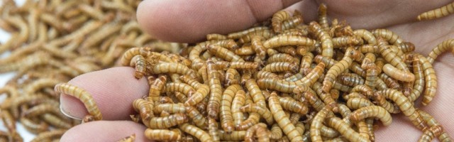 Macho mealworms: Ynsect is muscling into sports nutrition