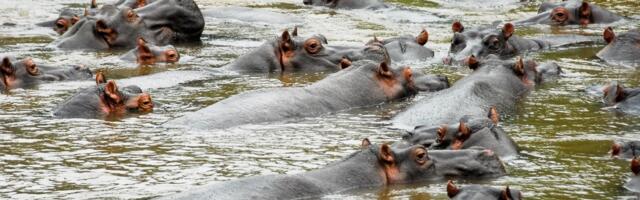 Anthrax Outbreak Kills at Least 50 Hippos in Africa’s Oldest National Park