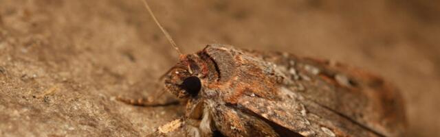 Bogong Moths Are First Bugs Known to Use Stars for Long-Distance Travel