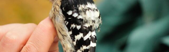 Experiencing AI With Woodpecker Framework