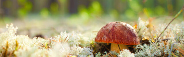 Fungi may not think, but they can communicate