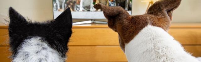 Your Pooch’s Personality Influences How They Watch TV