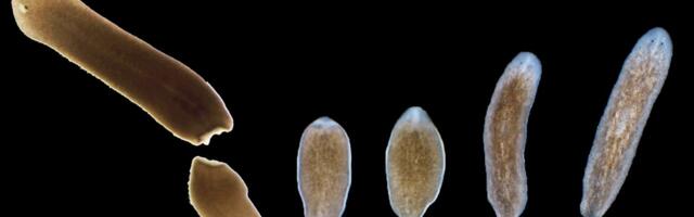 Суперрегенерация: стволовые клетки плоских червей