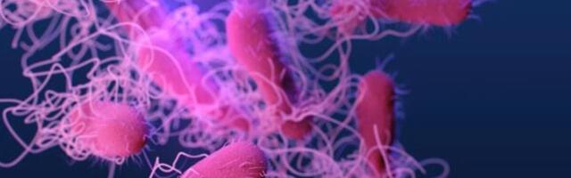 Scientists Identify Potential New Source of Antibiotic-Resistant Superbugs—and It’s Not What You Think