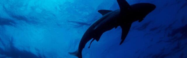 Shark Sightings Surge This Summer as They Seek Relief From the Heat