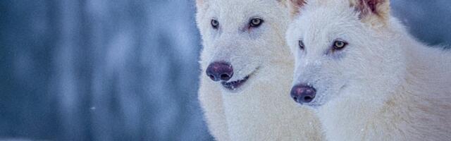 In a Historic First, Scientists Have Resurrected the Dire Wolf—Sort Of