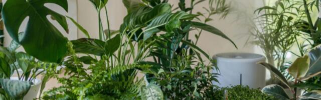 Too Hot Inside? These Houseplants Actually Help Beat the Heat