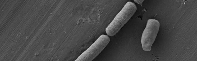 Scientists Infuse Cement With Bacteria to Create Living Energy Device