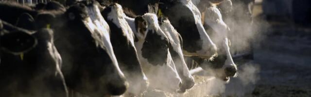 California man gets prison for nearly $9M phony cow manure-to-green energy investment scheme