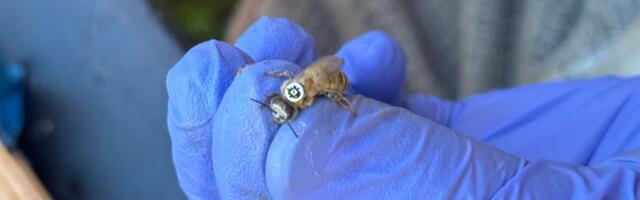 Scientists Strapped QR Codes Onto Thousands of Bees to Learn How Far They Actually Fly