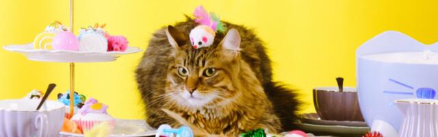 Amazon Pet Days returns in May: Everything you need to know about Prime Day for pets