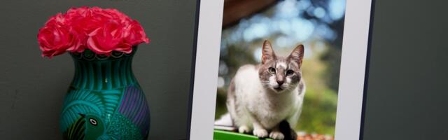 Aura’s delightful Aspen photo frame is on sale for $30 off this weekend