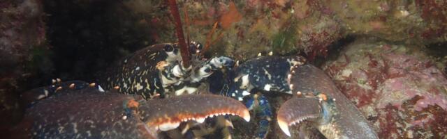Action required to halt crustacean crises in UK seas