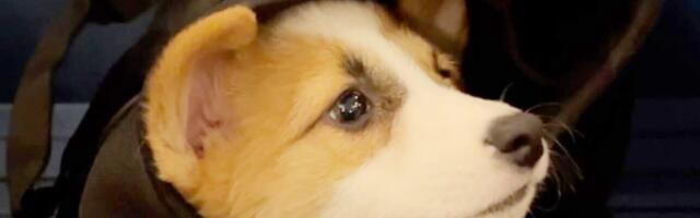 The Verge’s favorite pet gear for 2025