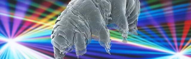 Scientists created a biological quantum circuit in grisly experiment with tardigrades