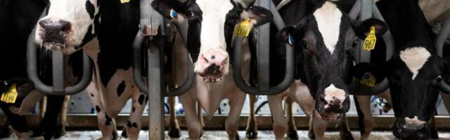 165 people sickened with salmonella after drinking raw milk from a central California farm