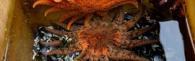For more than a decade, sea stars died by the millions. Now we know what caused it.