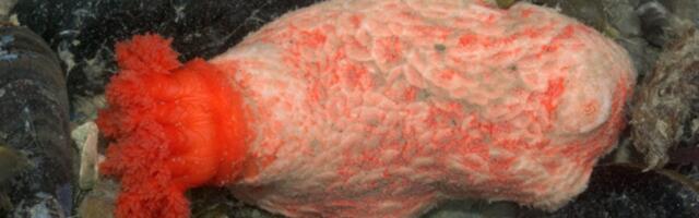 Zombie Chunks of Sea Cucumber Refuse to Die, Raising Questions About What It Means to Live Forever