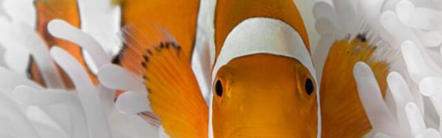 Incredible shrinking clownfish beats the heat