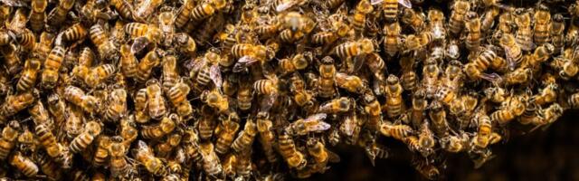 ‘Killer Bee’ Swarm Spotted Near Georgia, Raising Alarms