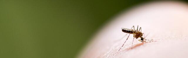 Your Blood Type Might Be Why Mosquitoes Love You. A Doctor Explains Why