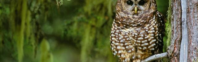 The surprising truth about logging