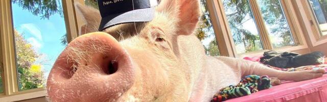 Can a social media “pigfluencer” turn people off bacon?