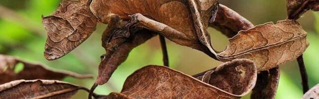 What Are Resident Proxies and How Do They Work: A Detailed Guide for Beginners