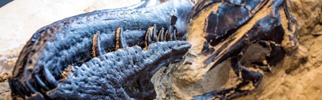 New study settles 40-year debate: Nanotyrannus is a new species New study settles 40-year debate: Nanotyrannus is a new species