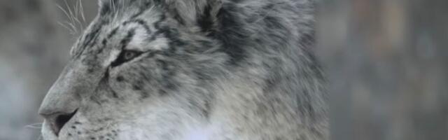 Official Trailer for ‘Prehistoric Planet: Ice Age’ Promises Survival, Snow—and Giant Teeth