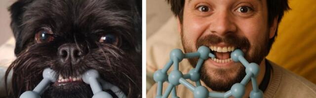 Как нейросеть превращает животных в людей: превратить питомца в человека через ИИ