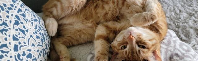 Cats give genetic clues to better cancer treatments