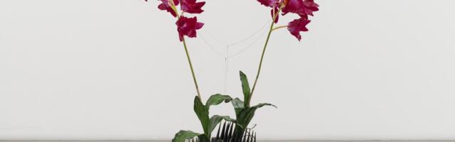 Ghost orchid in the machine