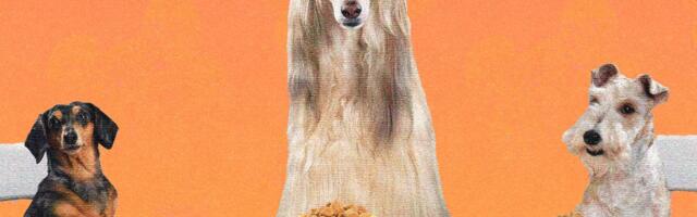We Make Lovely Home-Cooked Meals for Ourselves. Why Not Do the Same for Our Dogs?