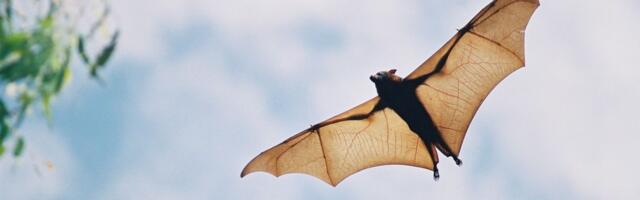 Bats have a unique superpower. Climate change is turning it into a liability.