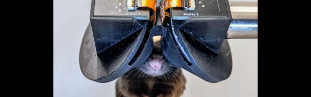 Scientists Built Tiny VR Goggles for Mice