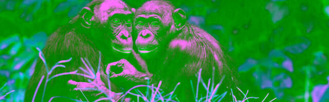 Bonobos’ calls may be the closest thing to animal language we’ve seen