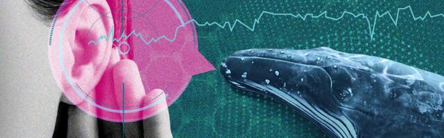 AI Is Deciphering Animal Speech. Should We Try to Talk Back?