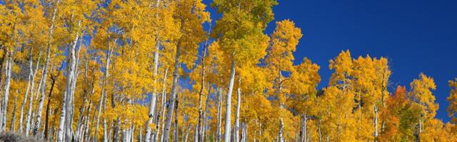 Pando, Earth’s Largest Living Organism, Could be 80,000 Years Old